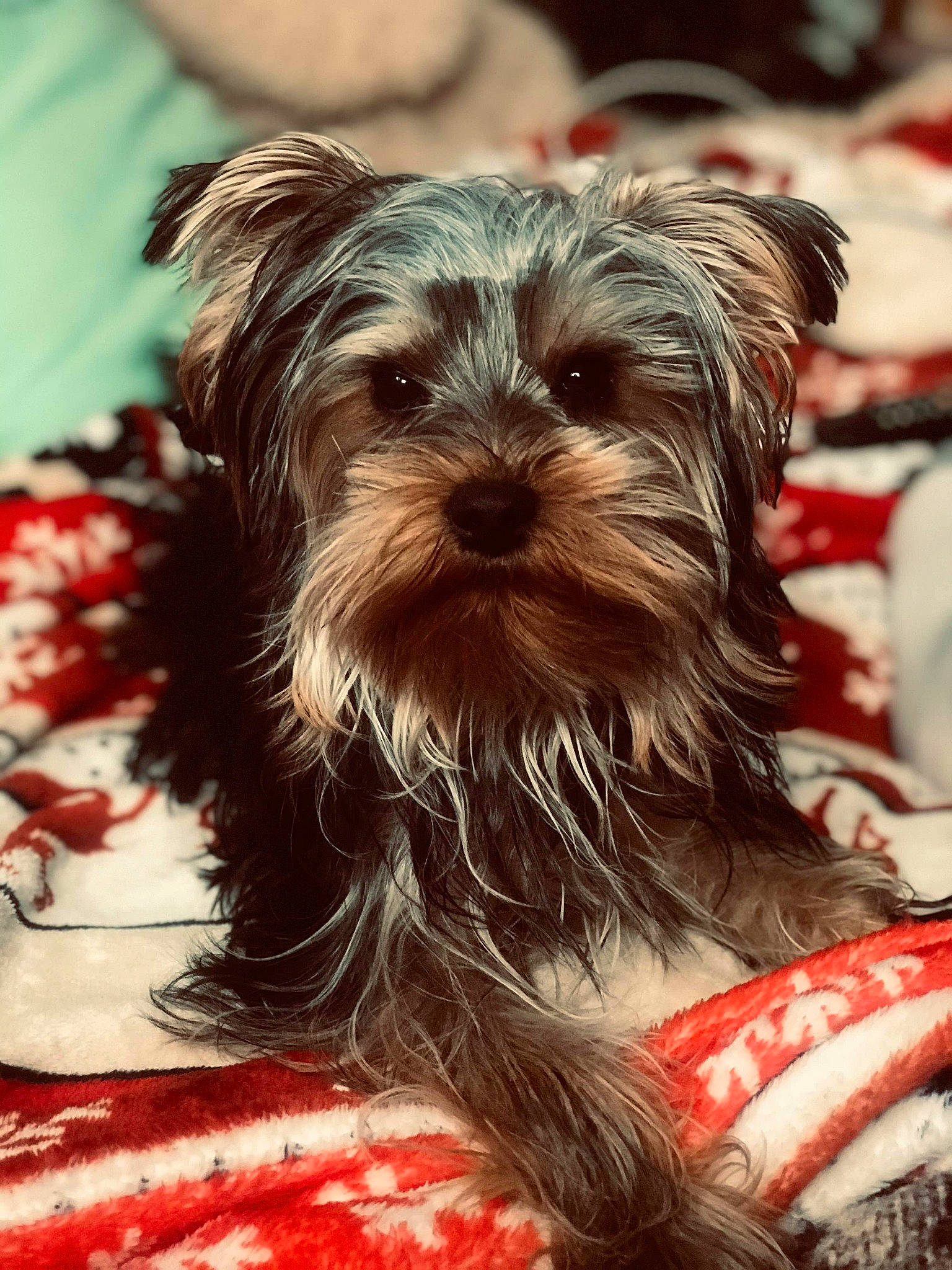 Pouky participe au concours pour gagner de l'argent avec cette photo : affenpinscher, australian_silky_terrier, biewer_terrier, canidae, carnivore, companion_dog, dog, dog_breed, lowchen, mammal, morkie, puppy, rare_breed_dog, schnoodle, small_terrier, snout, terrier, toy_dog, vertebrate, yorkshire_terrier