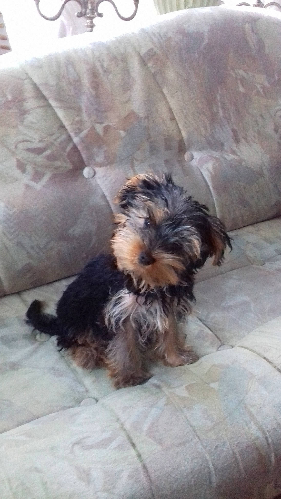 Pouky a rejoint le concours — aidez-le/la à gagner de superbes lots ! bolonka, canidae, carnivore, companion_dog, dog, dog_breed, maltepoo, mammal, morkie, puppy, rare_breed_dog, schnoodle, shih_tzu, small_terrier, snout, terrier, toy_dog, vertebrate, yorkipoo, yorkshire_terrier