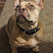 Boogie joined the competition — help win amazing prizes! dog, french_bulldog, pet, animal, collar, looking_up, carpet, indoor, close_up, cute, ears, whiskers, brown_fur, domestic_animal, mammal, canine, alert, sitting, portrait, companion