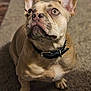 dog, french_bulldog, pet, animal, collar, looking_up, carpet, indoor, close_up, cute, ears, whiskers, brown_fur, domestic_animal, mammal, canine, alert, sitting, portrait, companion