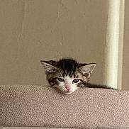 Buttons joined the competition — help win amazing prizes! kitten, cat, cat_tree, peeking, indoor, feline, pet, sleepy, beige, fur, animal, cute, ears, face, resting, young, curious, soft_light, cozy, home