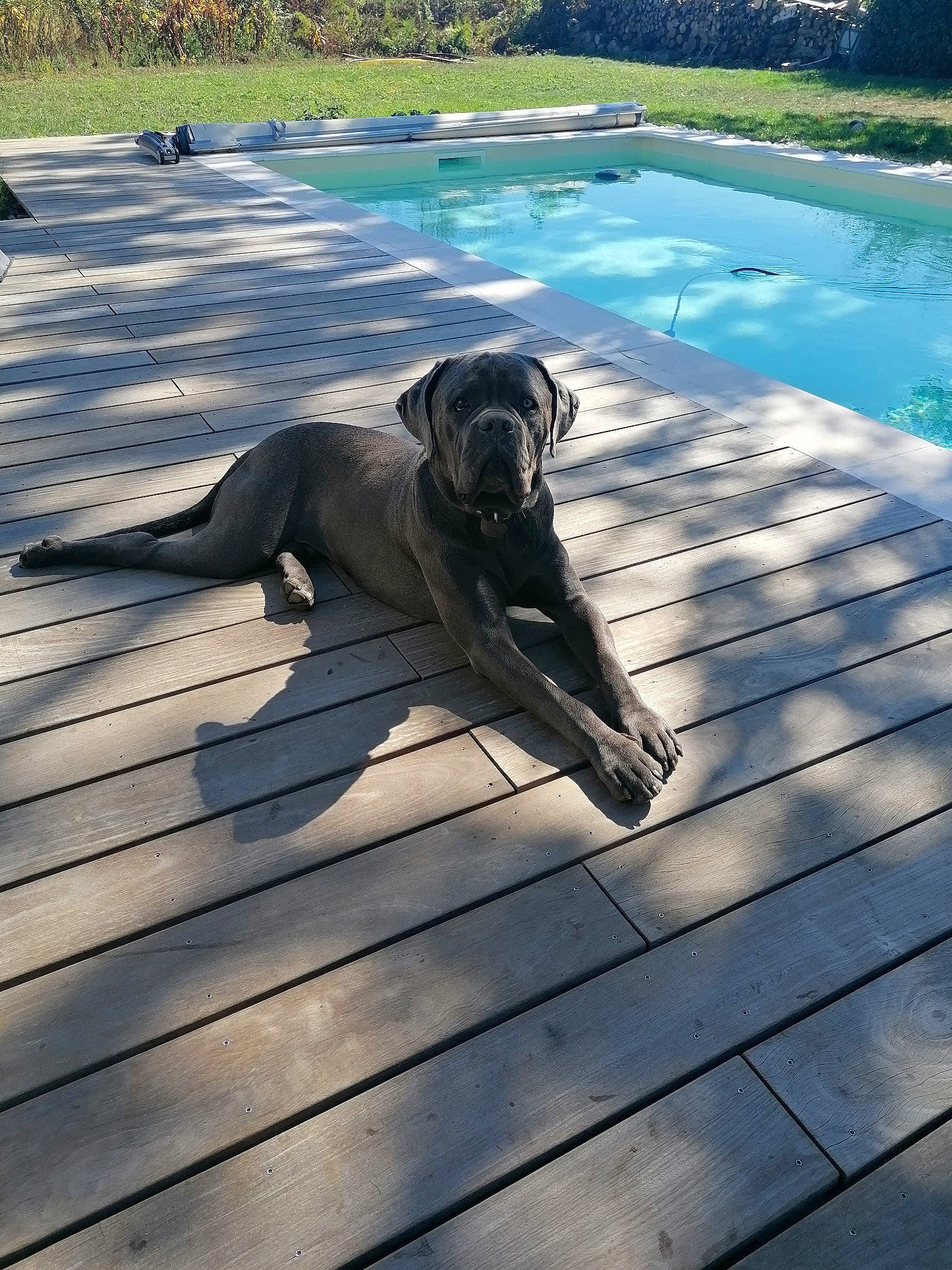 Silver a rejoint le concours — aidez-le/la à gagner de superbes lots ! canidae, carnivore, companion_dog, dog, dog_breed, fawn, flooring, grass, hardwood, plank, plant, road_surface, sculpture, shadow, tail, tree, walkway, water, wood, working_animal