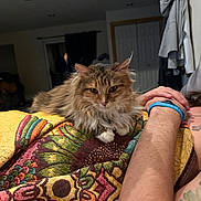 Ginger joined the competition — help win amazing prizes! cat, fluffy, tabby, indoor, blanket, patterned_blanket, person, arm, wristband, tattoo, relaxed, cozy, furniture, living_room, door, clothing, resting, pet, animal, home