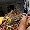 cat, fluffy, tabby, indoor, blanket, patterned_blanket, person, arm, wristband, tattoo, relaxed, cozy, furniture, living_room, door, clothing, resting, pet, animal, home