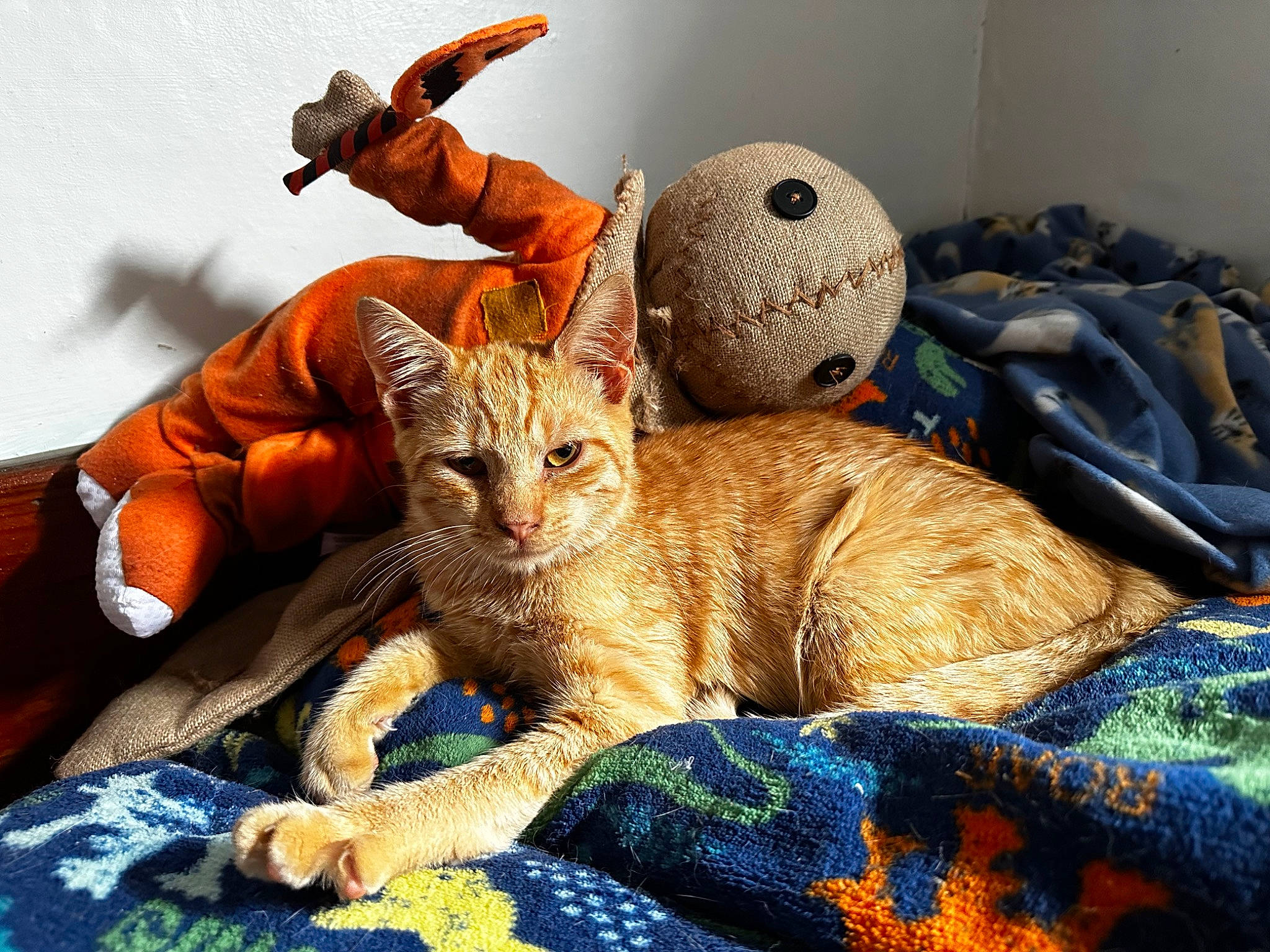 Renny joined the competition — help win amazing prizes! bed, carnivore, cat, claw, comfort, domestic_short_haired_cat, fawn, felidae, fur, linens, nap, paw, sitting, small_to_medium_sized_cats, snout, tail, terrestrial_animal, toy, whiskers, wildlife