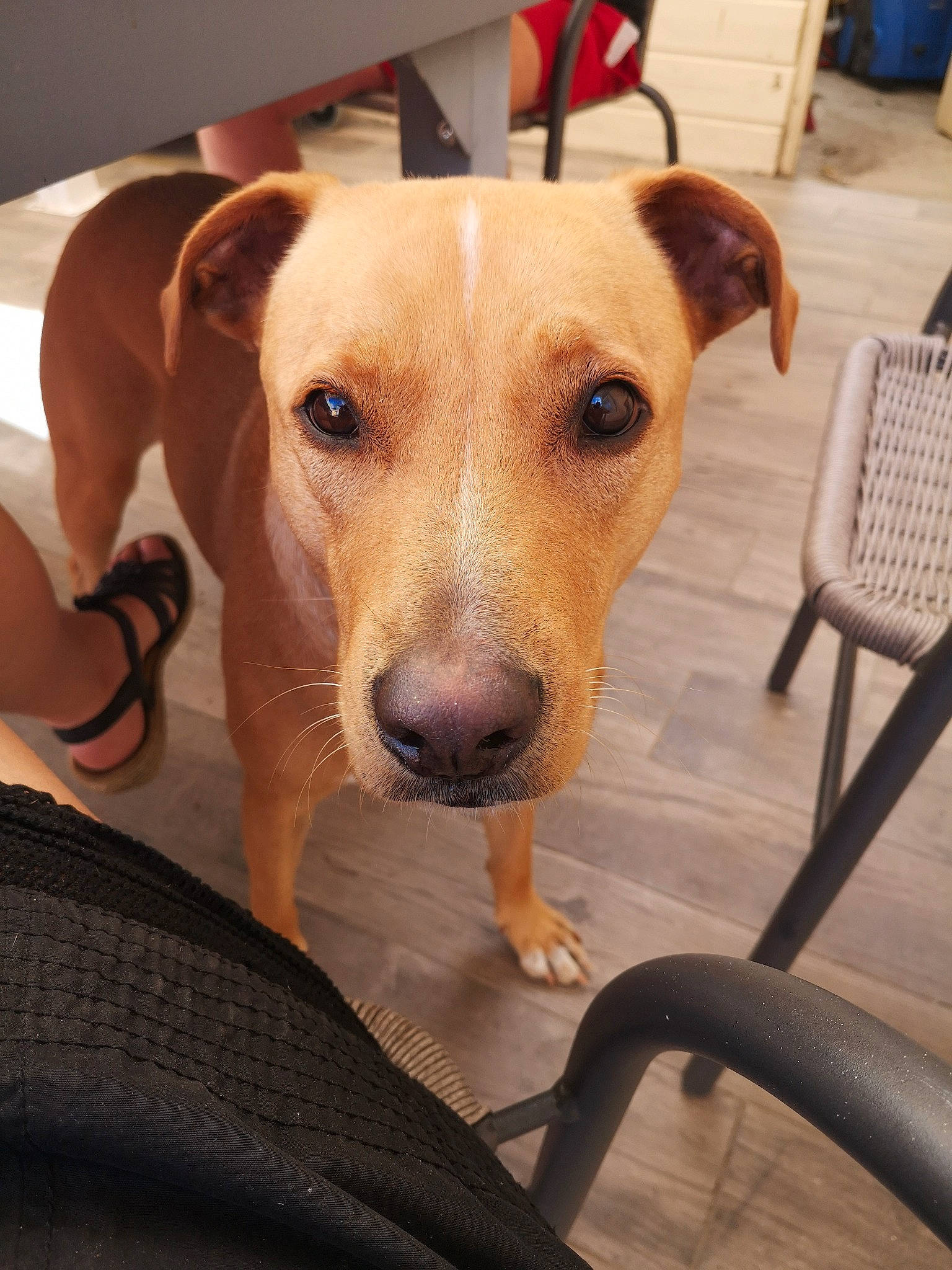 Havana participe au concours pour gagner de l'argent avec cette photo : canidae, carnivore, companion_dog, dog, dog_breed, ear, fawn, mammal, non_sporting_group, nose, potcake_dog, rare_breed_dog, snout, sporting_group, vertebrate, whiskers