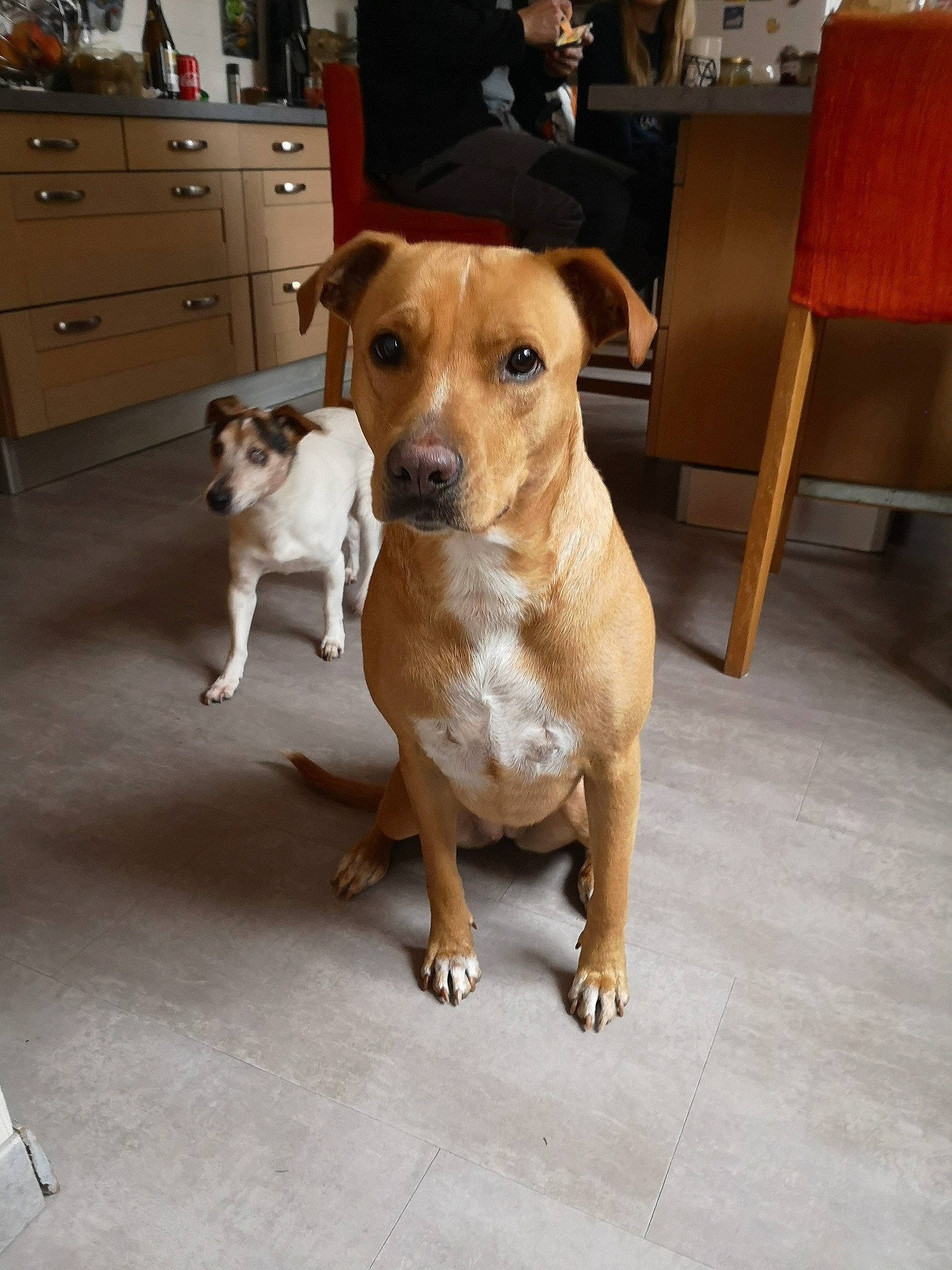 Havana participe au concours pour gagner de l'argent avec cette photo : american_pit_bull_terrier, canidae, carnivore, companion_dog, dog, dog_breed, fawn, feist, mammal, non_sporting_group, plummer_terrier, potcake_dog, puppy, rare_breed_dog, snout, sporting_group, vertebrate