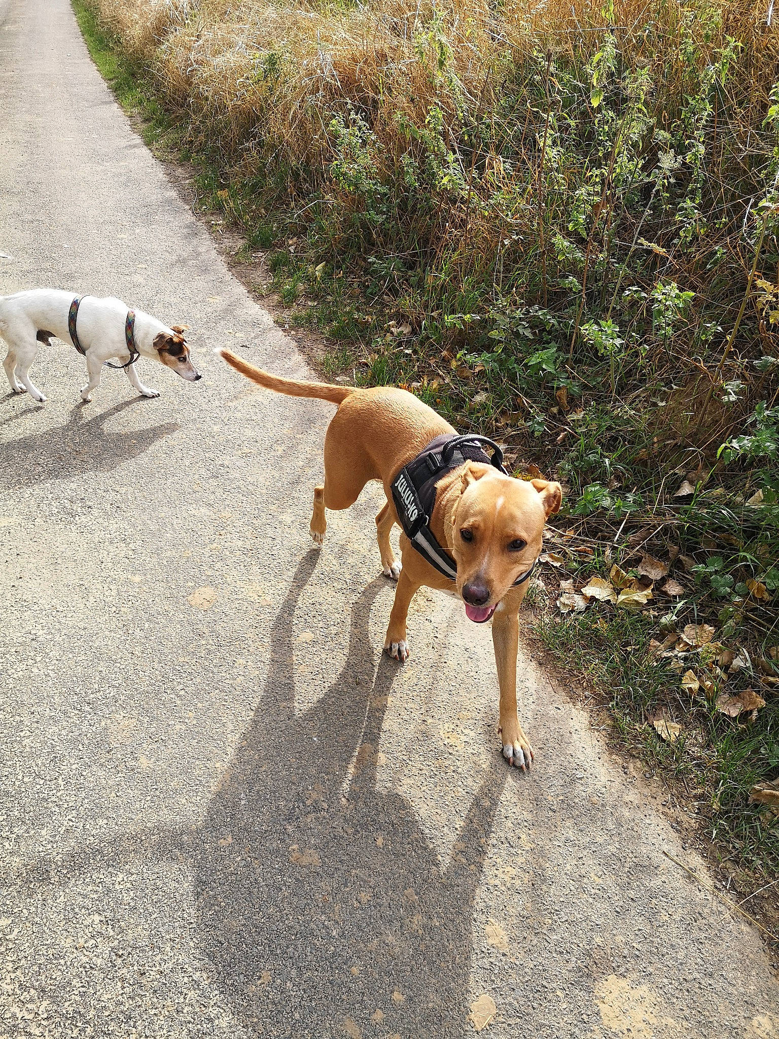 Havana participe au concours pour gagner de l'argent avec cette photo : adventure, american_pit_bull_terrier, canidae, carnivore, dog, dog_breed, dog_walking, fawn, hunting_dog, leash, lurcher, pointer, potcake_dog, rhodesian_ridgeback, sporting_group, tail, walking, working_dog