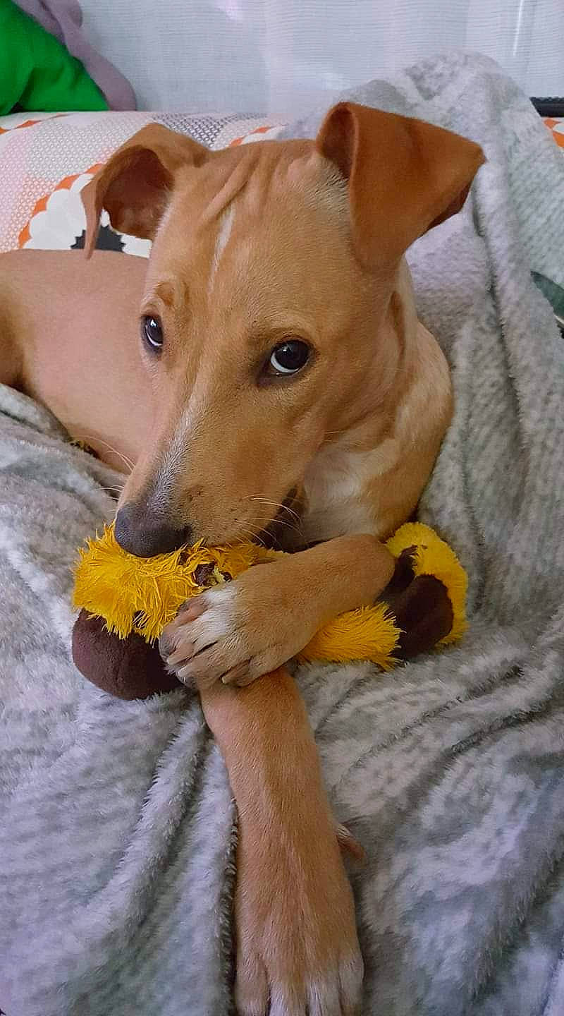 Havana participe au concours pour gagner de l'argent avec cette photo : azawakh, canidae, carnivore, chippiparai, cirneco_delletna, dog, dog_breed, fawn, hunting_dog, ibizan_hound, italian_greyhound, mammal, mexican_hairless_dog, peruvian_hairless_dog, pharaoh_hound, podenco_canario, sighthound, snout, vertebrate