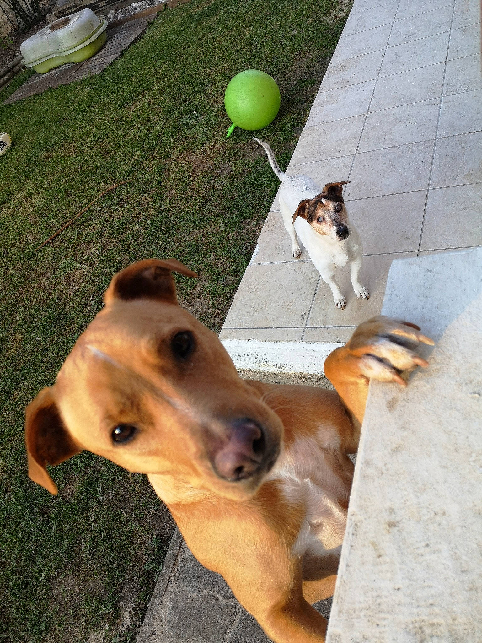 Havana a rejoint le concours — aidez-le/la à gagner de superbes lots ! ball, canidae, carnivore, companion_dog, dog, dog_breed, fawn, fox_terrier, lurcher, mammal, nose, potcake_dog, smooth_fox_terrier, snout, street_dog, tennis_ball