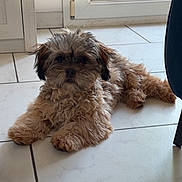 Moka participe au concours pour gagner de l'argent avec cette photo : dog, puppy, curly_fur, indoor, tile_floor, relaxed, brown_fur, small_dog, pet, companion, home, door, curtain, natural_light, flooring, animal, domestic, cute, lying_down, curious