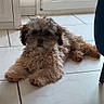 dog, puppy, curly_fur, indoor, tile_floor, relaxed, brown_fur, small_dog, pet, companion, home, door, curtain, natural_light, flooring, animal, domestic, cute, lying_down, curious