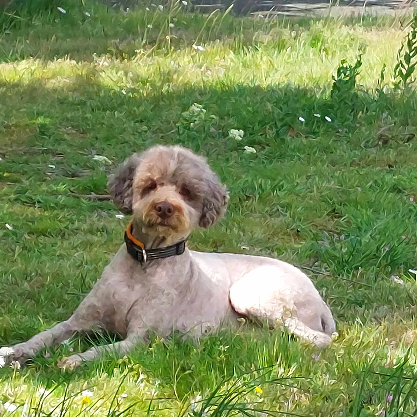 Madisone a rejoint le concours — aidez-le/la à gagner de superbes lots ! animal, canine, collar, companion, cute, dog, fur, grass, greenery, laying_down, leisure, nature, outdoor, park, pet, relaxed, shaded, summer, sunlight, wildflowers