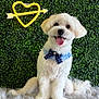 dog, white_dog, bow_collar, sitting, happy, tongue_out, furry_rug, green_wall, leafy_background, neon_sign, heart_shape, arrow, pet, cute, fluffy, indoor, portrait, animal, smiling, decor