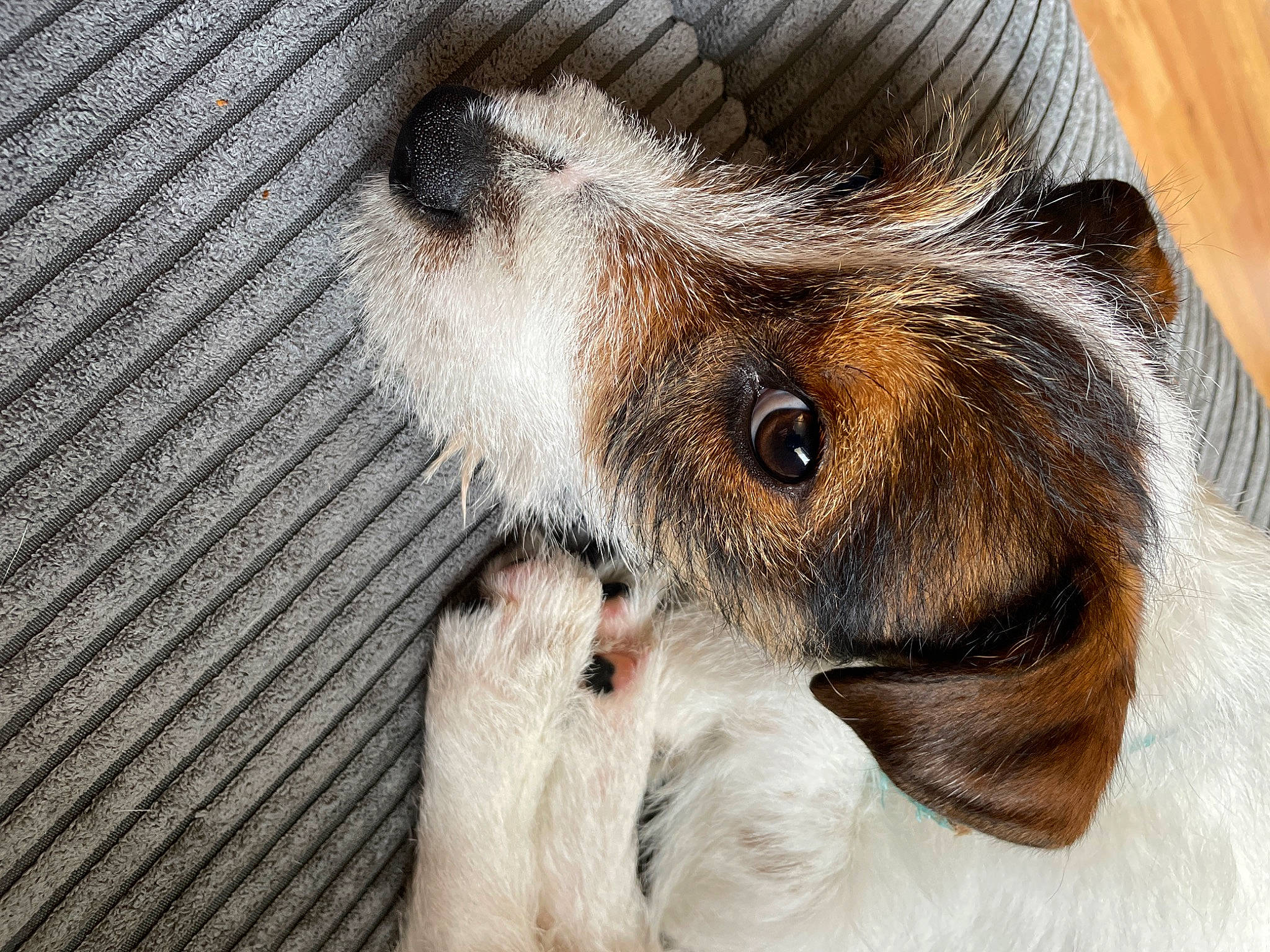 Junior is registered to the contest to win money with this photo: canidae, carnivore, claw, companion_dog, dog_breed, ear, eye, eyelash, fawn, felidae, fur, head, liver, paw, small_to_medium_sized_cats, snout, sporting_group, whiskers, wood, working_animal