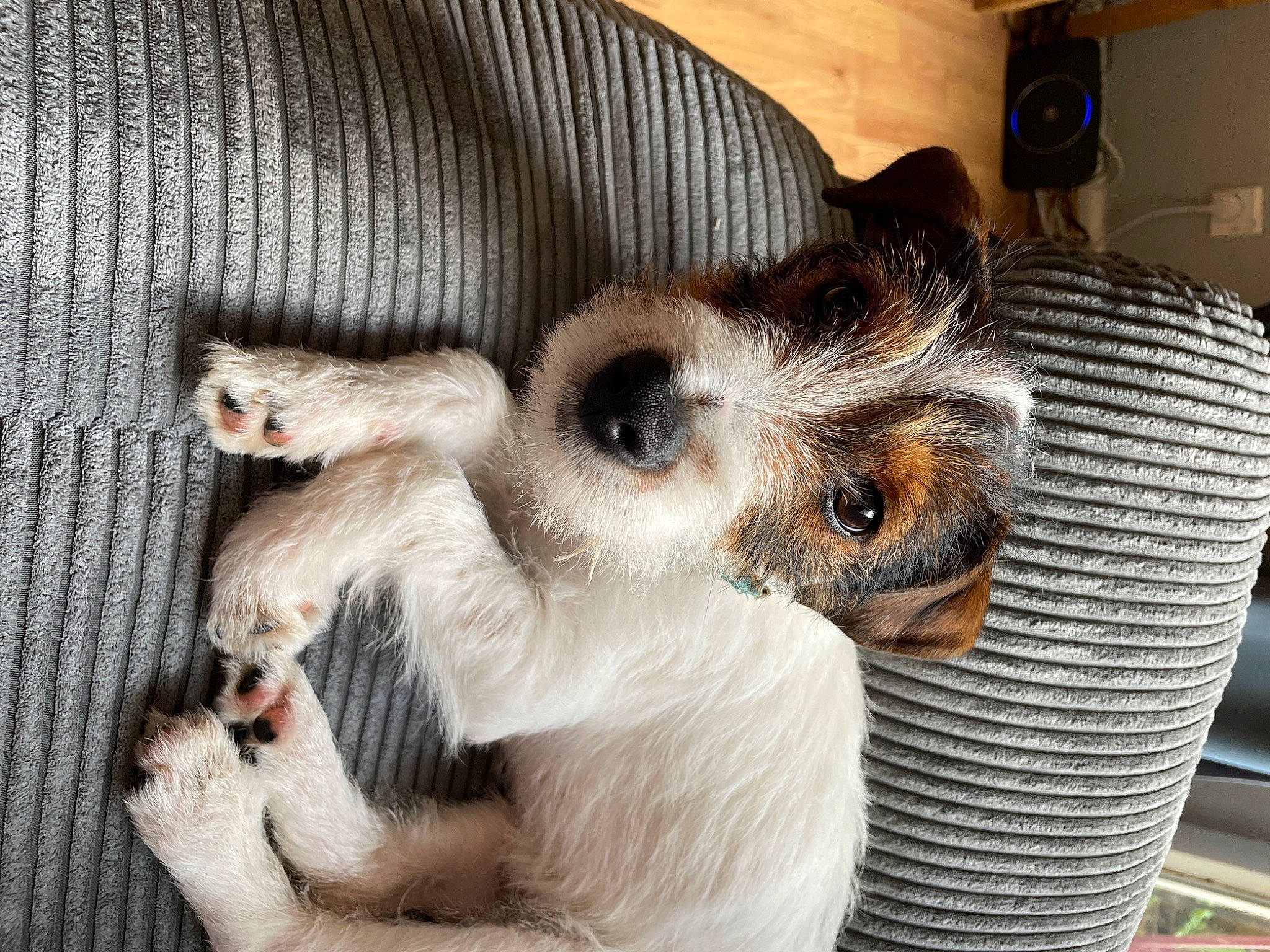 Junior is registered to the contest to win money with this photo: canidae, carnivore, claw, comfort, companion_dog, dog_breed, dog_supply, ear, fawn, felidae, fur, nap, paw, small_to_medium_sized_cats, snout, sporting_group, terrestrial_animal, toy_dog, whiskers, wildlife