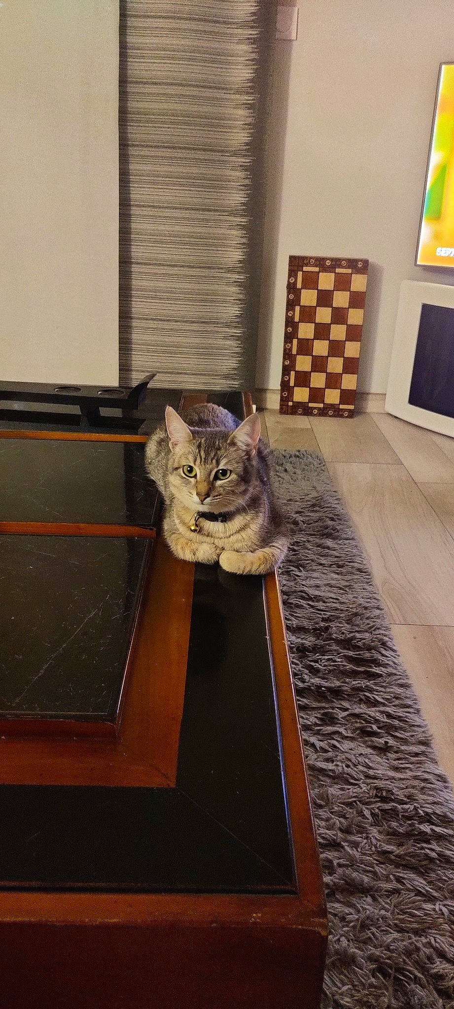 Saika a rejoint le concours — aidez-le/la à gagner de superbes lots ! carnivore, carpet, cat, domestic_short_haired_cat, door, fawn, felidae, floor, flooring, fur, grey, hardwood, laminate_flooring, room, small_to_medium_sized_cats, snout, tail, whiskers, wood, wood_stain