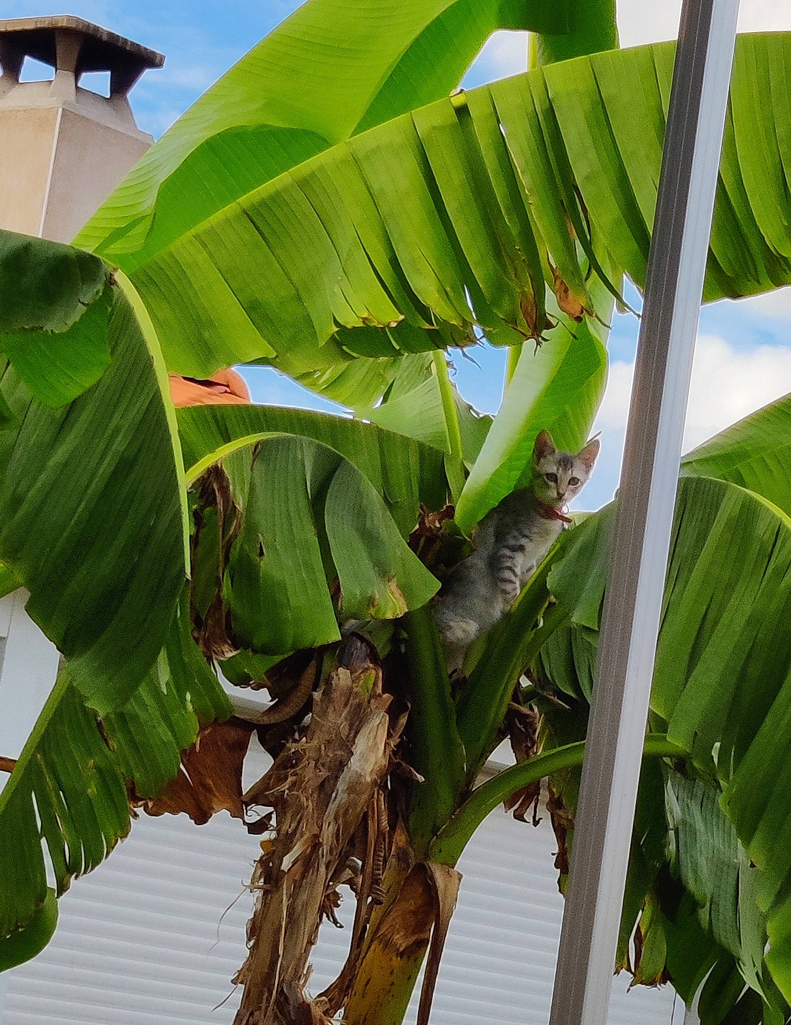 Saika participe au concours pour gagner de l'argent avec cette photo : arecales, banana_family, banana_leaf, botany, cooking_plantain, flowering_plant, palm_tree, plant, plant_stem, sky, terrestrial_plant, tree, tropics