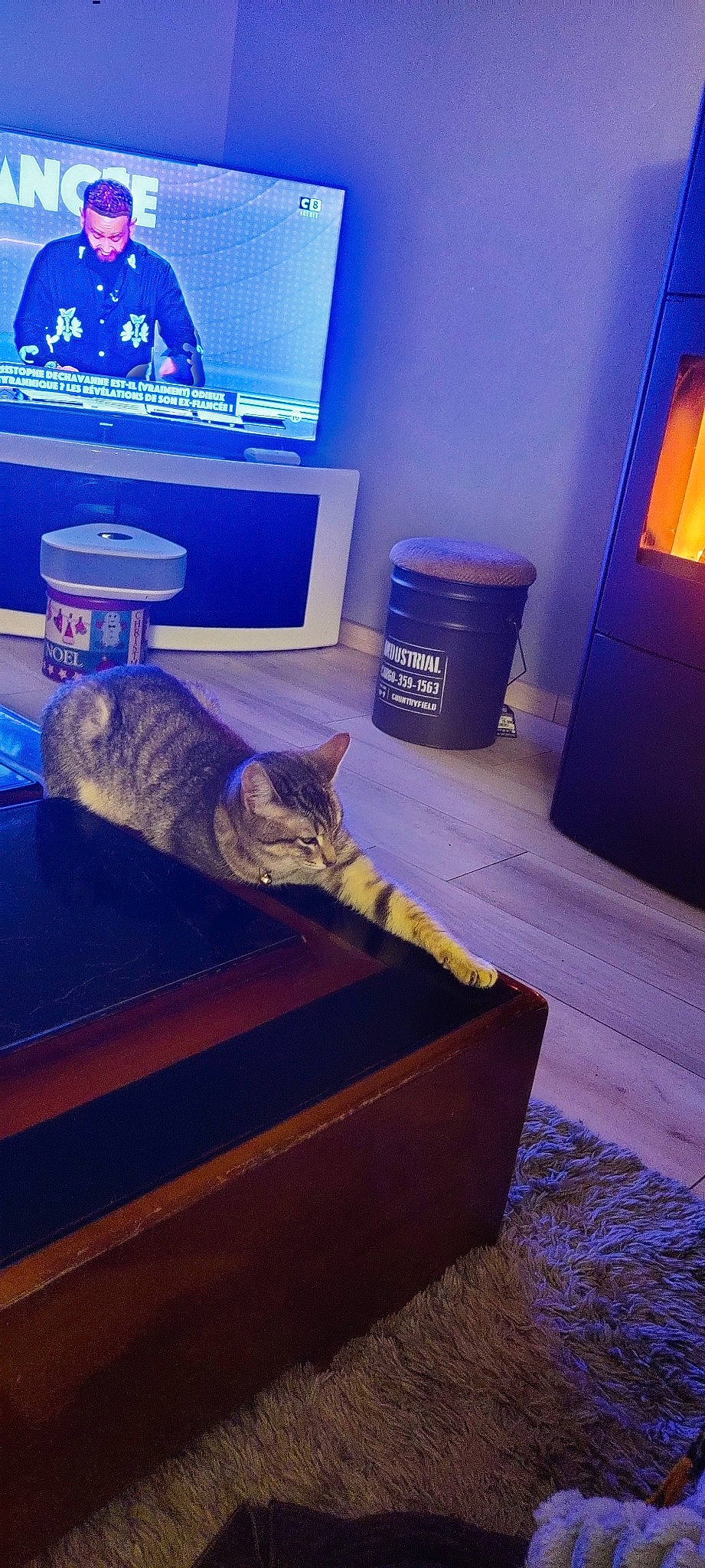 Saika participe au concours pour gagner de l'argent avec cette photo : azure, blue, carnivore, cat, comfort, electric_blue, felidae, floor, flooring, hardwood, interior_design, purple, shelf, small_to_medium_sized_cats, table, tail, waste_container, waste_containment, whiskers, wood