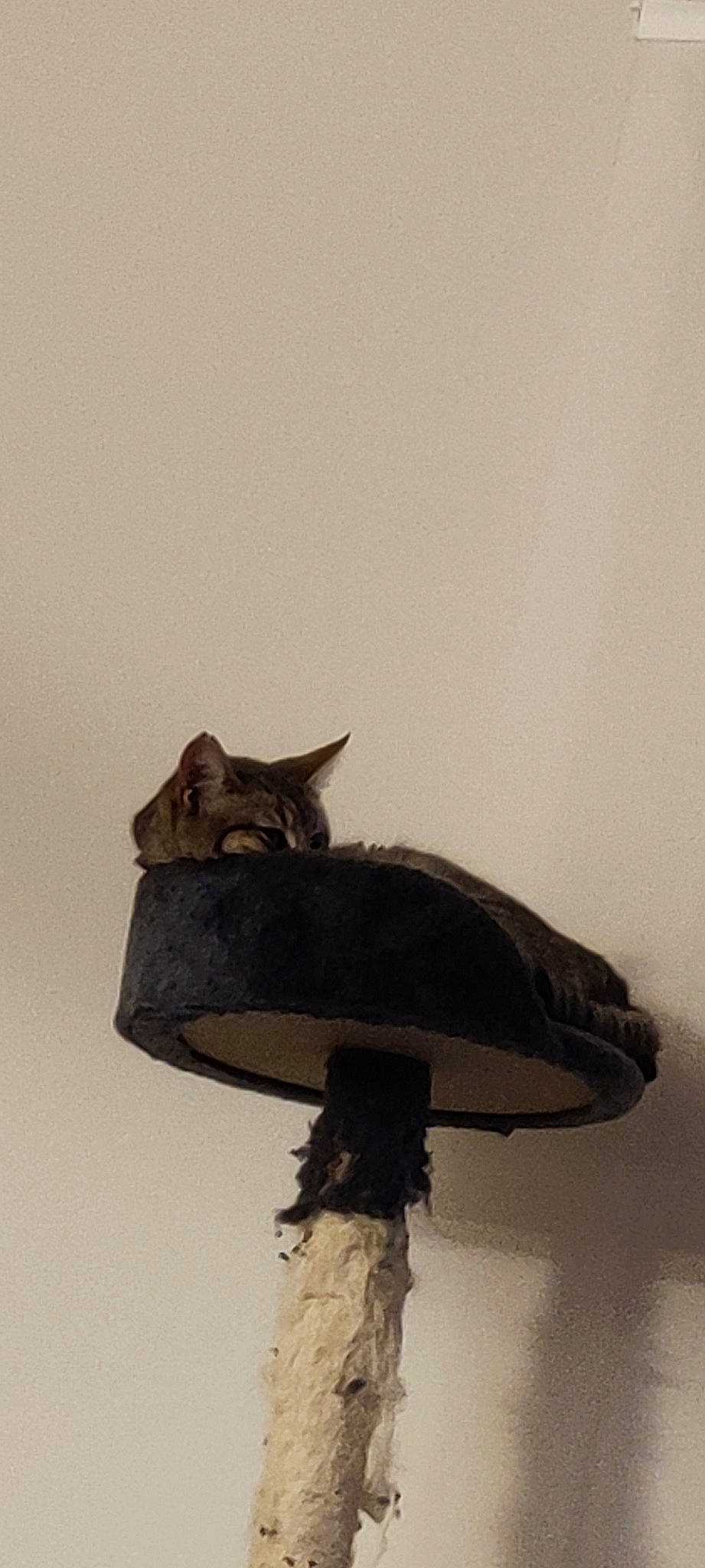 Saika a rejoint le concours — aidez-le/la à gagner de superbes lots ! art, beak, bird_of_prey, cat, fashion_accessory, feather, felidae, fur, metal, sculpture, sky, small_to_medium_sized_cats, tail, tree, twig, visual_arts, whiskers, window, wing, wood