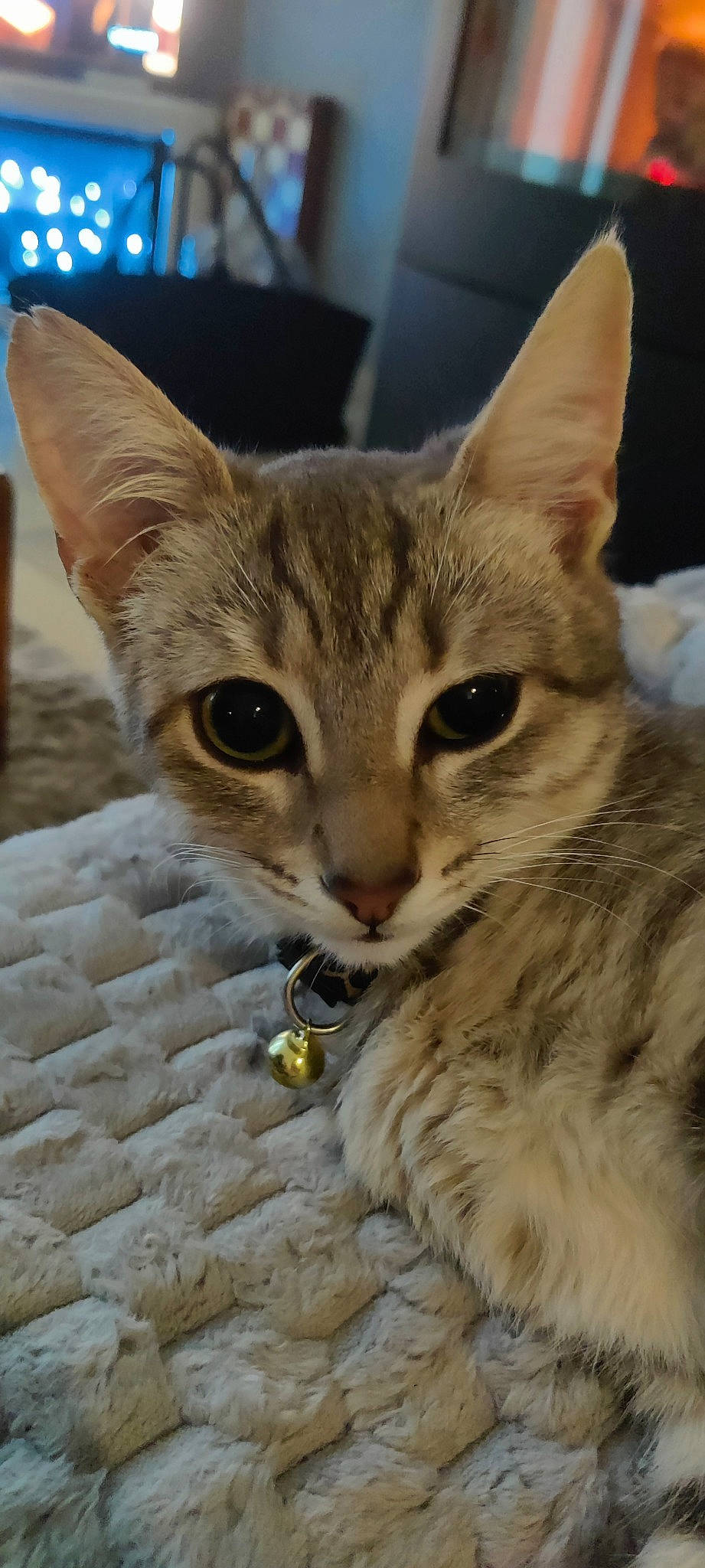 Saika a rejoint le concours — aidez-le/la à gagner de superbes lots ! carnivore, cat, claw, domestic_short_haired_cat, fawn, felidae, fur, paw, small_to_medium_sized_cats, snout, tail, terrestrial_animal, whiskers, wildlife