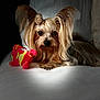 London Le King is registered to the contest to win money with this photo: dog, small_dog, silky_fur, top_knot, plush_toy, red_toy, white_surface, portrait, pet, indoors, cute, animal, furry, focused, dramatic_lighting, resting, close_up, soft_texture, cozy, companion