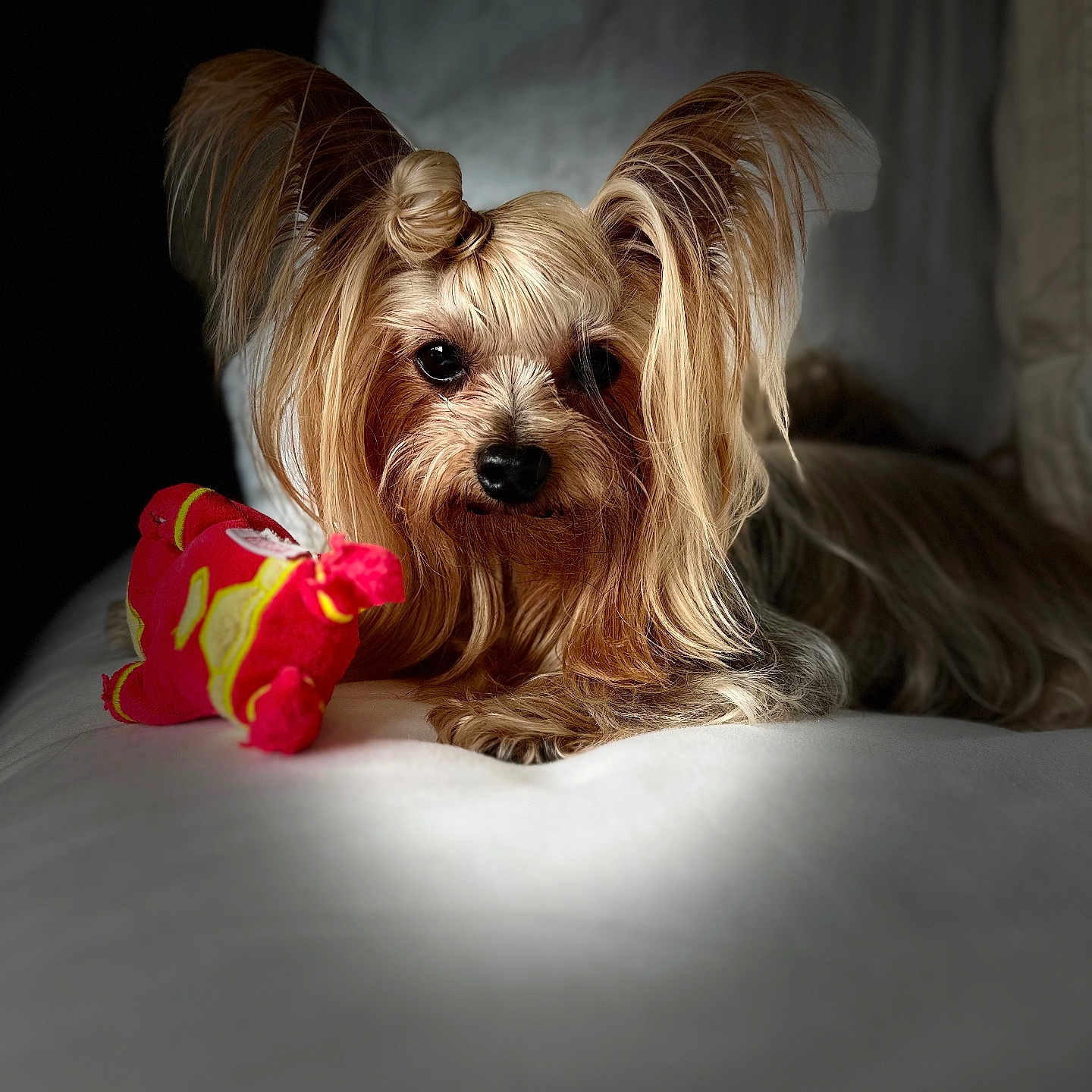 London Le King is registered to the contest to win money with this photo: animal, close_up, companion, cozy, cute, dog, dramatic_lighting, focused, furry, indoors, pet, plush_toy, portrait, red_toy, resting, silky_fur, small_dog, soft_texture, top_knot, white_surface