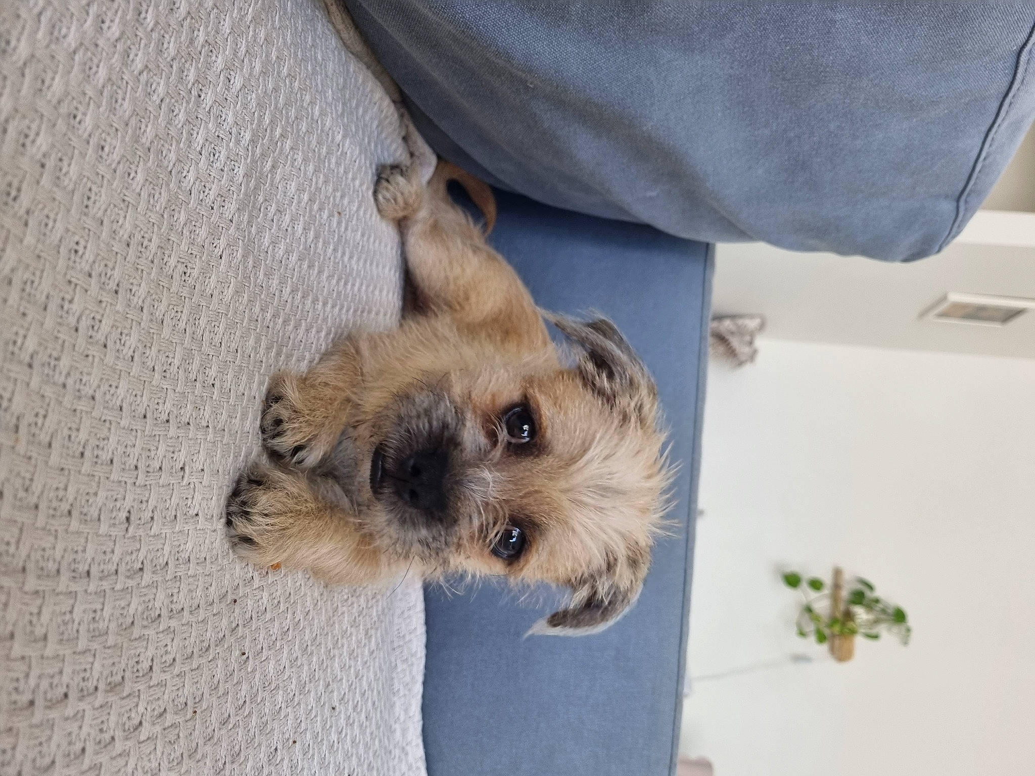 Kingi is registered to the contest to win money with this photo: canidae, carnivore, companion_dog, dog, dog_breed, dog_supply, fawn, fur, small_terrier, snout, sporting_group, terrestrial_animal, terrier, toy_dog, whiskers, working_animal