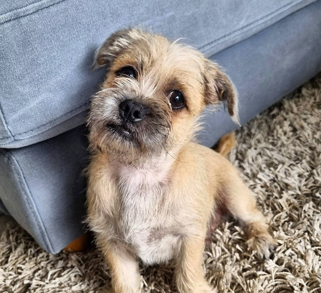 Kingi is registered to the contest to win money with this photo: canidae, carnivore, companion_dog, dog, dog_breed, fawn, fur, liver, mal_shi, maltepoo, poodle_crossbreed, puppy_love, shih_poo, small_terrier, soil, sporting_group, terrier, toy_dog, working_animal, working_terrier