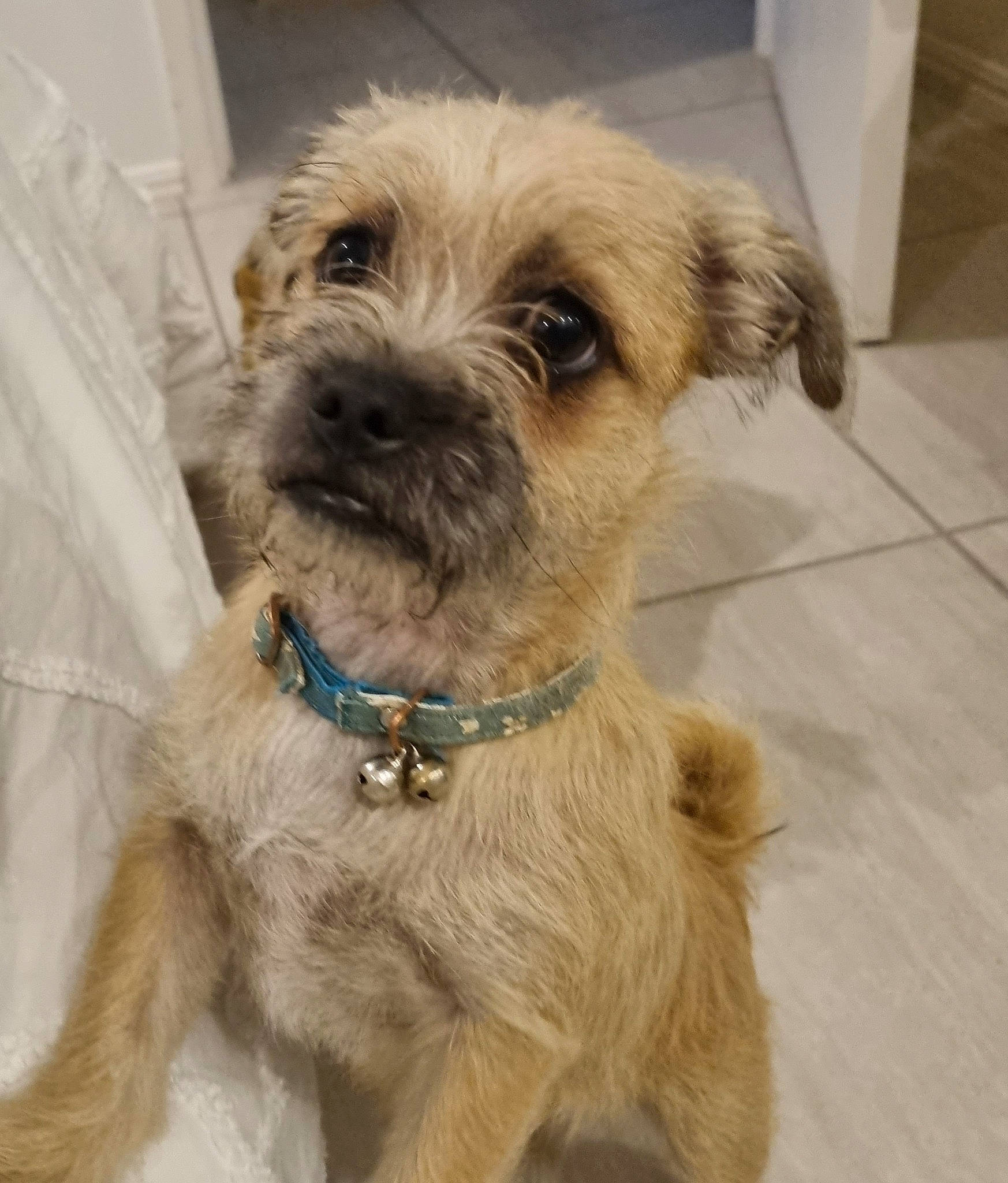 Kingi is registered to the contest to win money with this photo: canidae, carnivore, collar, companion_dog, dog, dog_breed, dog_clothes, dog_collar, dog_supply, fawn, fur, liver, pet_supply, small_terrier, snout, sporting_group, terrier, tile_flooring, toy_dog, working_animal