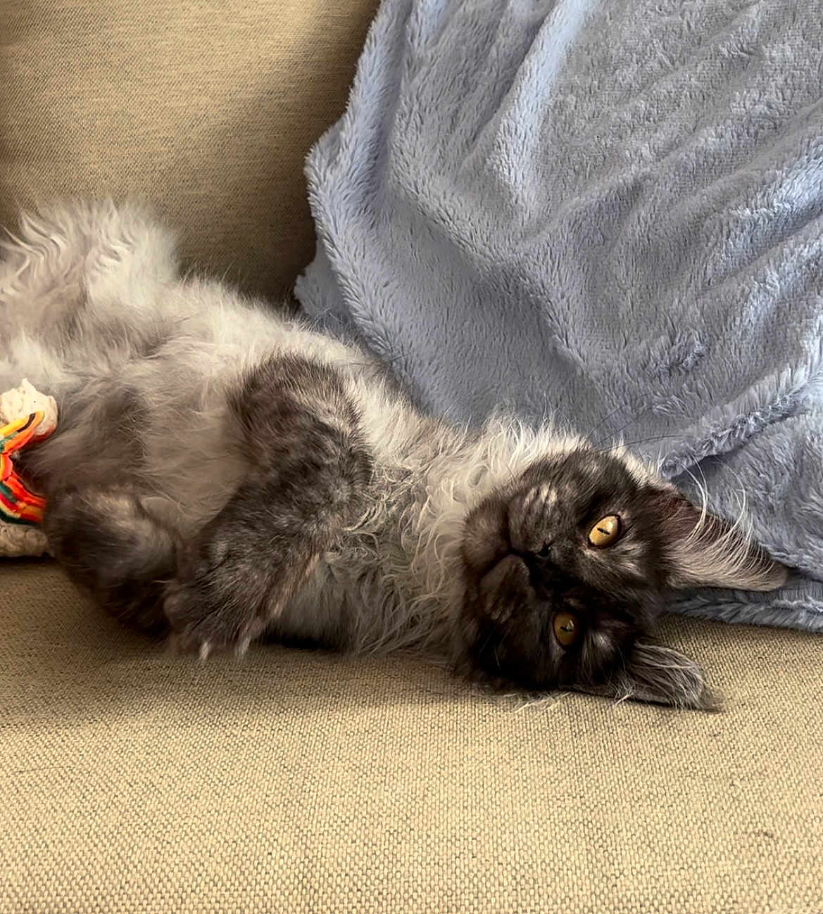 Aōji Aska participe au concours pour gagner de l'argent avec cette photo : cat, fluffy, gray, black, couch, blanket, relaxed, lounging, pet, indoor, feline, fur, yellow_eyes, soft, cozy, resting, whiskers, cute, animal, domestic