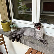 Aōji Aska participe au concours pour gagner de l'argent avec cette photo : cat, gray_cat, yawning, windowsill, potted_plant, window, reflection, wooden_chair, cushion, indoor, pet, feline, relaxed, fluffy, animal, home, resting, tongue, mouth_open, fur