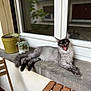 cat, gray_cat, yawning, windowsill, potted_plant, window, reflection, wooden_chair, cushion, indoor, pet, feline, relaxed, fluffy, animal, home, resting, tongue, mouth_open, fur