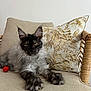 animal, beige, cat, chair, close_up, cushion, decorative_pillow, feline, fluffy, furniture, indoor, maine_coon, pet, portrait, red_pom_pom, relaxed, stretching, toy, yellow_eyes, zebra_pattern