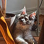 cat, fluffy, gray, indoor, sunlight, wooden_floor, potted_plant, furniture, curious_eyes, relaxed, pet, whiskers, ears, floor, home, cozy, animal, domestic, light, shadow