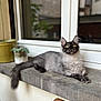 Aōji Aska participe au concours pour gagner de l'argent avec cette photo : cat, fluffy, gray, black, yellow_eyes, windowsill, potted_plant, wooden_chair, indoor, window, relaxed, curious, feline, pet, animal, fur, resting, home, cozy, blurred_background