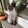 Aōji Aska a rejoint le concours — aidez-le/la à gagner de superbes lots ! kitten, cat, paw, window, reflection, plant, potted_plant, fur, whiskers, ears, playful, curious, indoor, sill, gray, feline, pet, young, animal, closeup