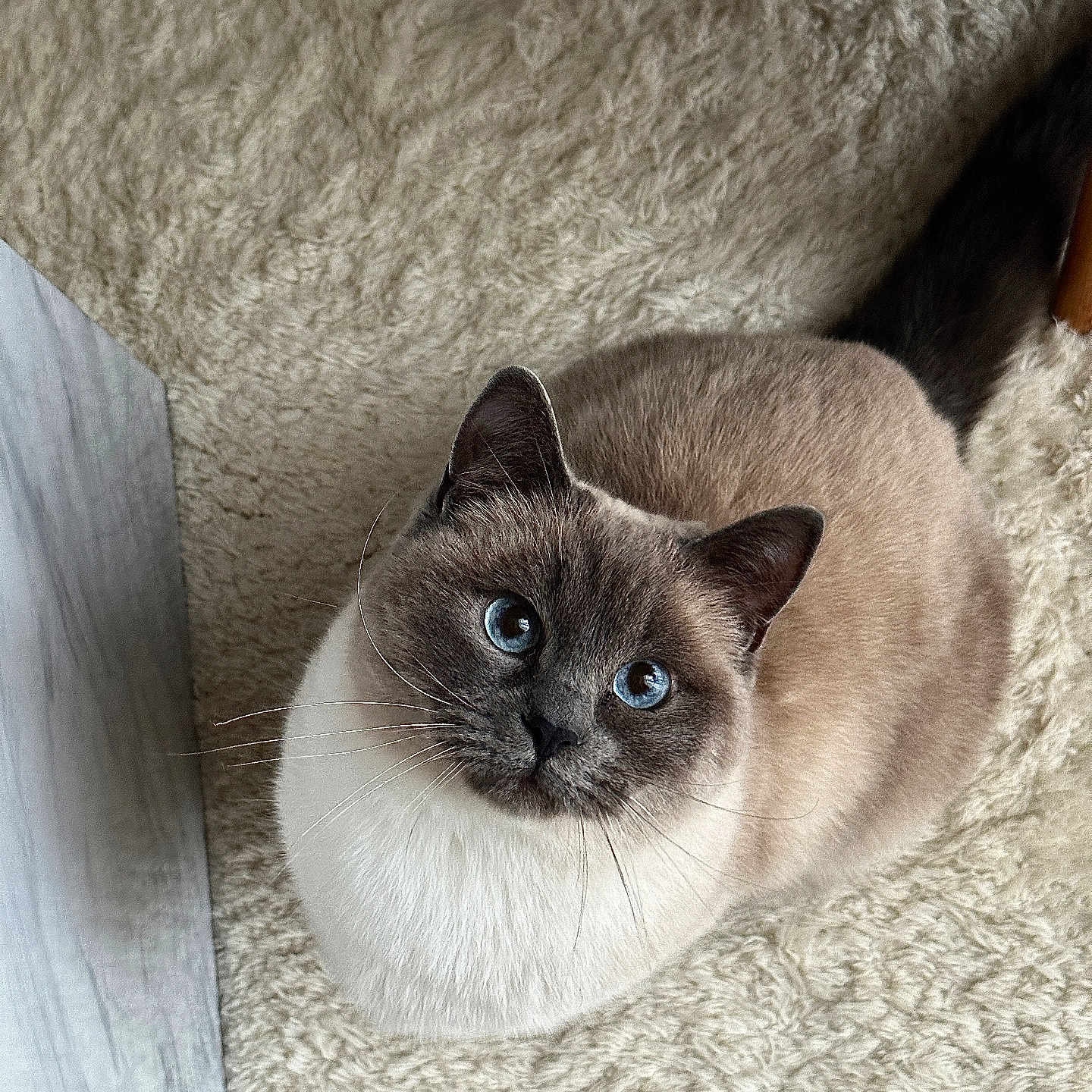 Luna a rejoint le concours — aidez-le/la à gagner de superbes lots ! animal, blue_eyes, carpet, cat, close_up, cozy, curious, cute, domestic, ears, feline, fluffy, fur, indoor, looking_up, mammal, pet, soft_texture, tail, whiskers