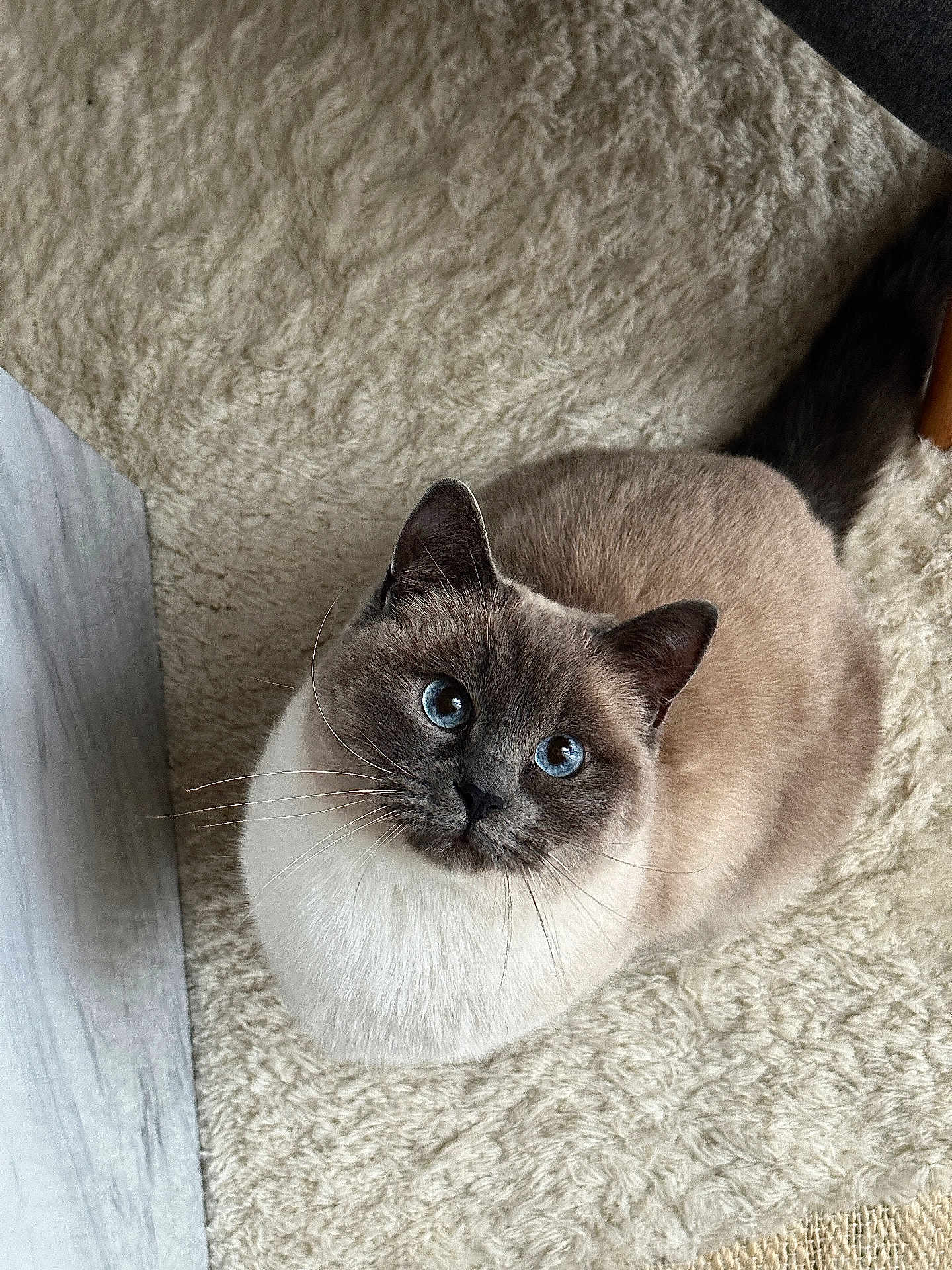 Luna a rejoint le concours — aidez-le/la à gagner de superbes lots ! cat, blue_eyes, fluffy, fur, curious, looking_up, indoor, cozy, carpet, soft_texture, pet, animal, whiskers, ears, tail, close_up, mammal, domestic, cute, feline