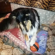 Babyboy Lassymiracle participe au concours pour gagner de l'argent avec cette photo : animal, basketball, black_fur, blanket, chair, cozy, cushion, dog, domestic, fur, indoor, patterned_floor, paw, pet, playing, resting, tan_fur, tiger_stripe, toy, white_fur