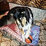 dog, toy, basketball, blanket, chair, paw, fur, indoor, pet, animal, black_fur, white_fur, tan_fur, patterned_floor, cushion, tiger_stripe, cozy, resting, domestic, playing