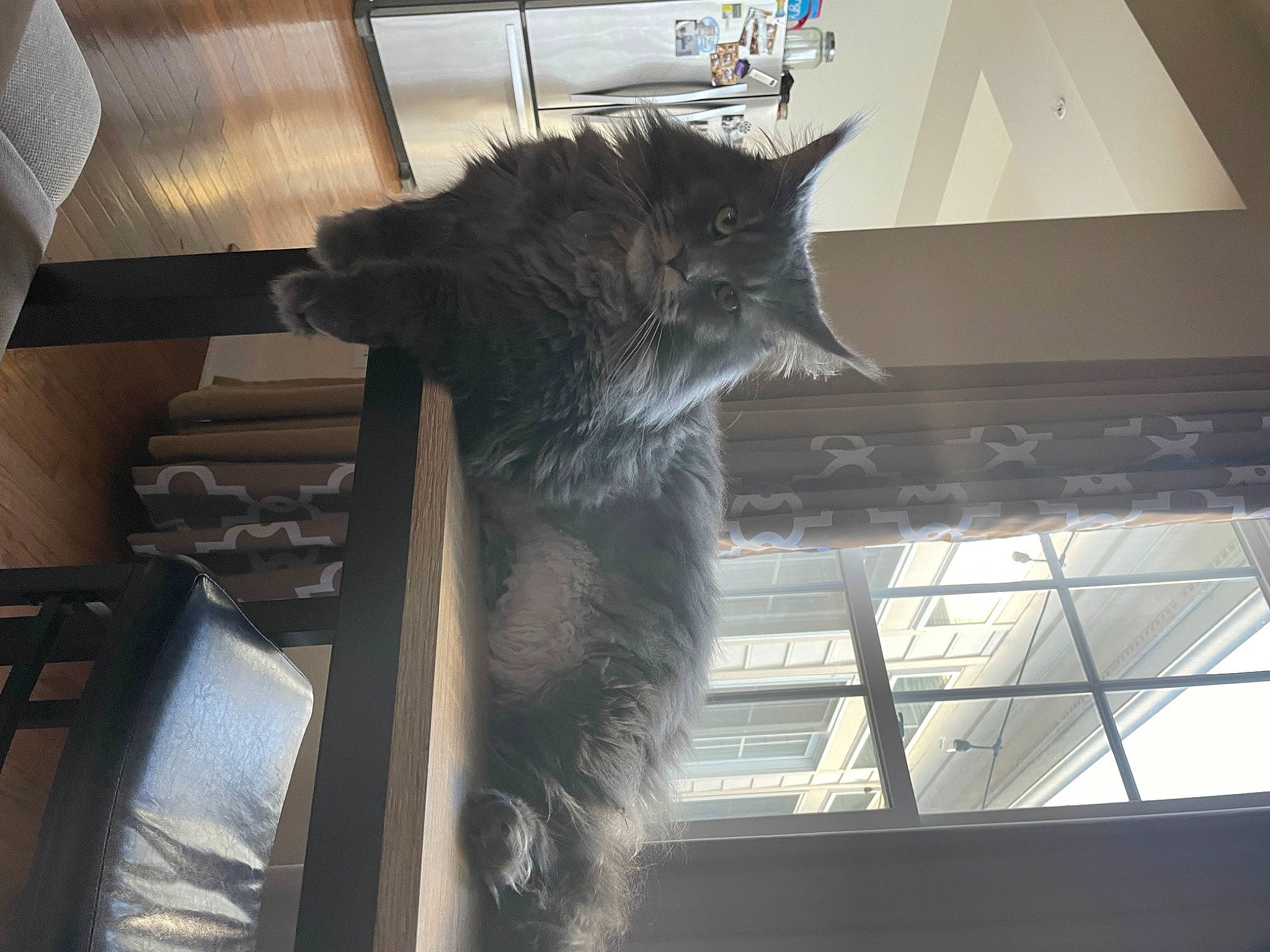 Lana is registered to the contest to win money with this photo: black_cat, box, carnivore, cat, cat_supply, claw, domestic_short_haired_cat, felidae, flooring, fur, glass, hardwood, metal, room, small_to_medium_sized_cats, snout, tail, whiskers, window, wood