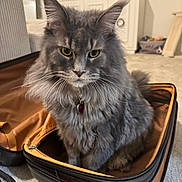 Lana is registered to the contest to win money with this photo: cabinet, carpet, cat, closeup, collar, cozy, curious, decor, fluffy, furniture, gray, houseplant, indoor, pet, portrait, sitting, suitcase, whiskers, yellow_eyes, zipper