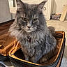 cabinet, carpet, cat, closeup, collar, cozy, curious, decor, fluffy, furniture, gray, houseplant, indoor, pet, portrait, sitting, suitcase, whiskers, yellow_eyes, zipper