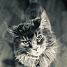 Lana joined the competition — help win amazing prizes! animal, black_and_white, cat, close_up, collar, domestic_cat, ears, eyes, feline, focused, fur, indoor, intense_gaze, looking_up, muzzle, pet, portrait, soft_light, texture, whiskers