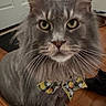 Lana joined the competition — help win amazing prizes! animal, bow_tie, cat, close_up, cute, door, ears, feline, floor, fluffy, furniture, gray_cat, home, indoor, pet, portrait, sitting, whiskers, wood_floor, yellow_eyes