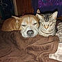 dog, cat, blanket, sleeping, cozy, indoor, pet, animal, brown, furry, cute, snuggling, companion, relaxing, resting, domestic, friendship, closeup, comfort, warm