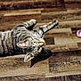 cat, tabby, animal, pet, floor, wooden_floor, curious, lying_down, indoor, closeup, pink_object, plastic, feline, whiskers, ears, eyes, striped, mammal, domestic_animal, looking_up