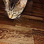 cat, tabby, whiskers, close_up, floor, wooden_floor, pet, animal, indoor, curious, feline, head, brown, striped, sniffing, domestic_cat, mammal, fur, closeup, texture