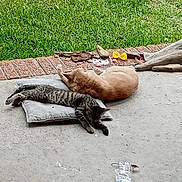 Fish joined the competition — help win amazing prizes! animal, backyard, cat, cats, concrete, cushion, daylight, grass, laying_down, nature, orange_cat, outdoor, patio, pet, relaxing, resting, striped_cat, toy, water_bottle, wood